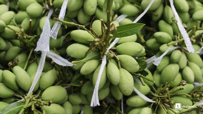 Pahutan Mango Aam Grafted Healthy Fruit Plant