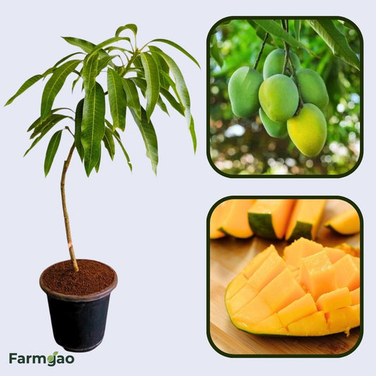 Paige Mango Aam Grafted Healthy Fruit Plant