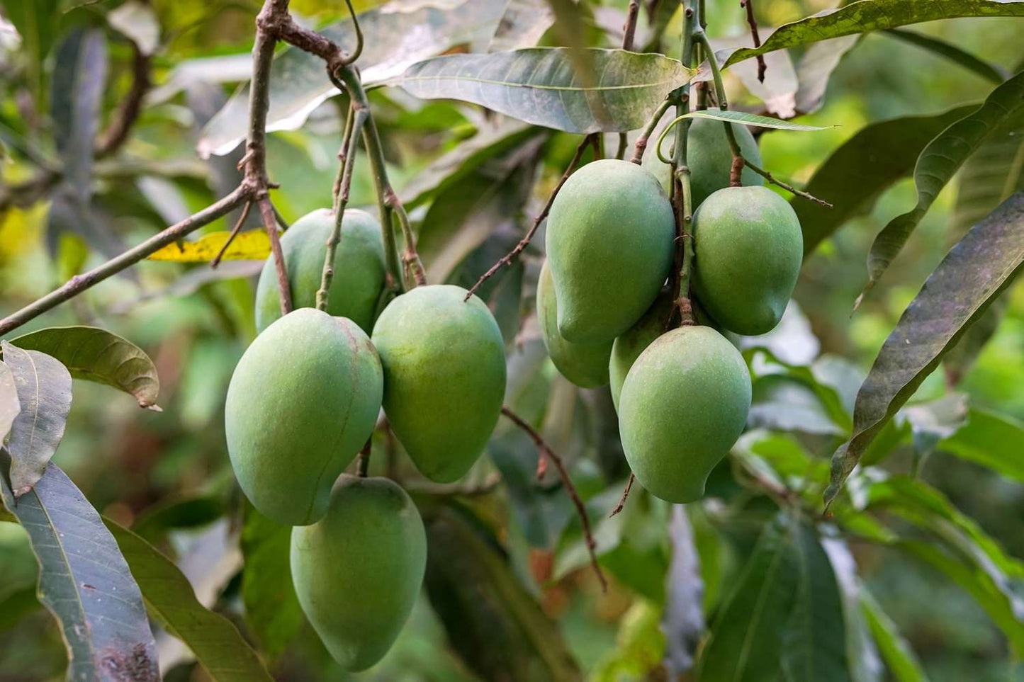 Paige Mango Aam Grafted Healthy Fruit Plant