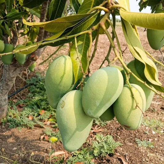 Paige Mango Aam Grafted Healthy Fruit Plant