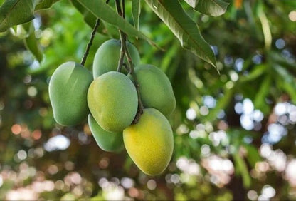 Paige Mango Aam Grafted Healthy Fruit Plant