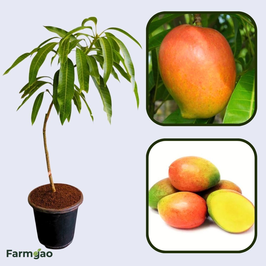 Pairi Mango Aam Grafted Healthy Fruit Plant