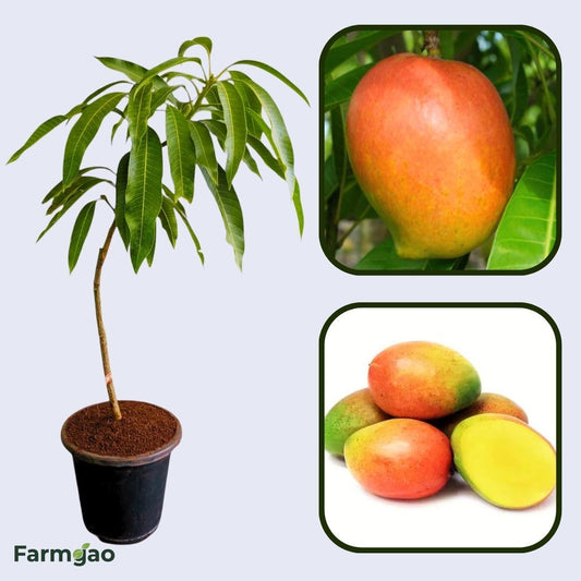 Pairi Mango Aam Grafted Healthy Fruit Plant