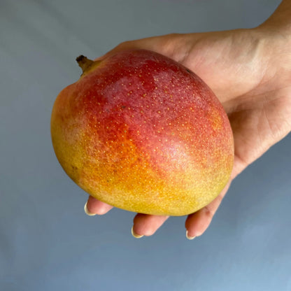 Pairi Mango Aam Grafted Healthy Fruit Plant