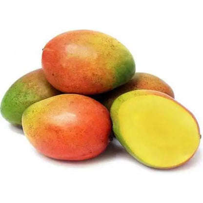 Pairi Mango Aam Grafted Healthy Fruit Plant