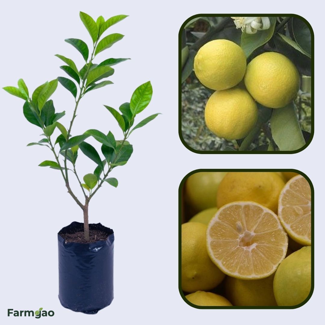 Palestine Sweet Lime Plant Live Nimbu Tree Kagzi Lemon Citrus Limon Fruit Plant