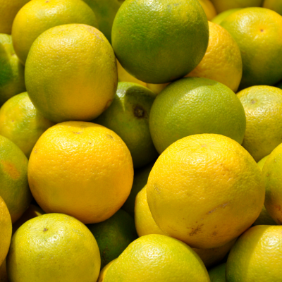 Palestine Sweet Lime Plant Live Nimbu Tree Kagzi Lemon Citrus Limon Fruit Plant
