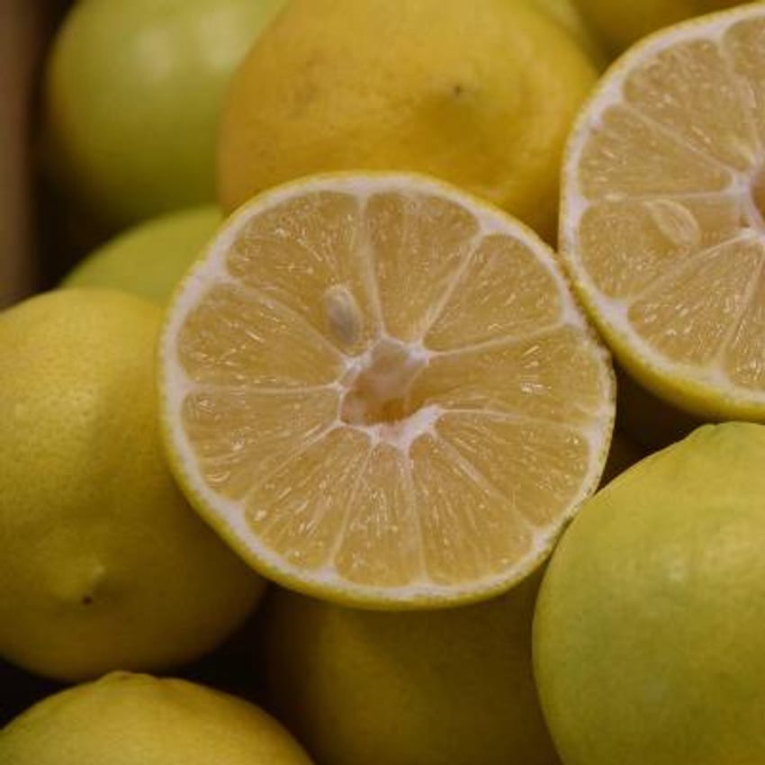 Palestine Sweet Lime Plant Live Nimbu Tree Kagzi Lemon Citrus Limon Fruit Plant