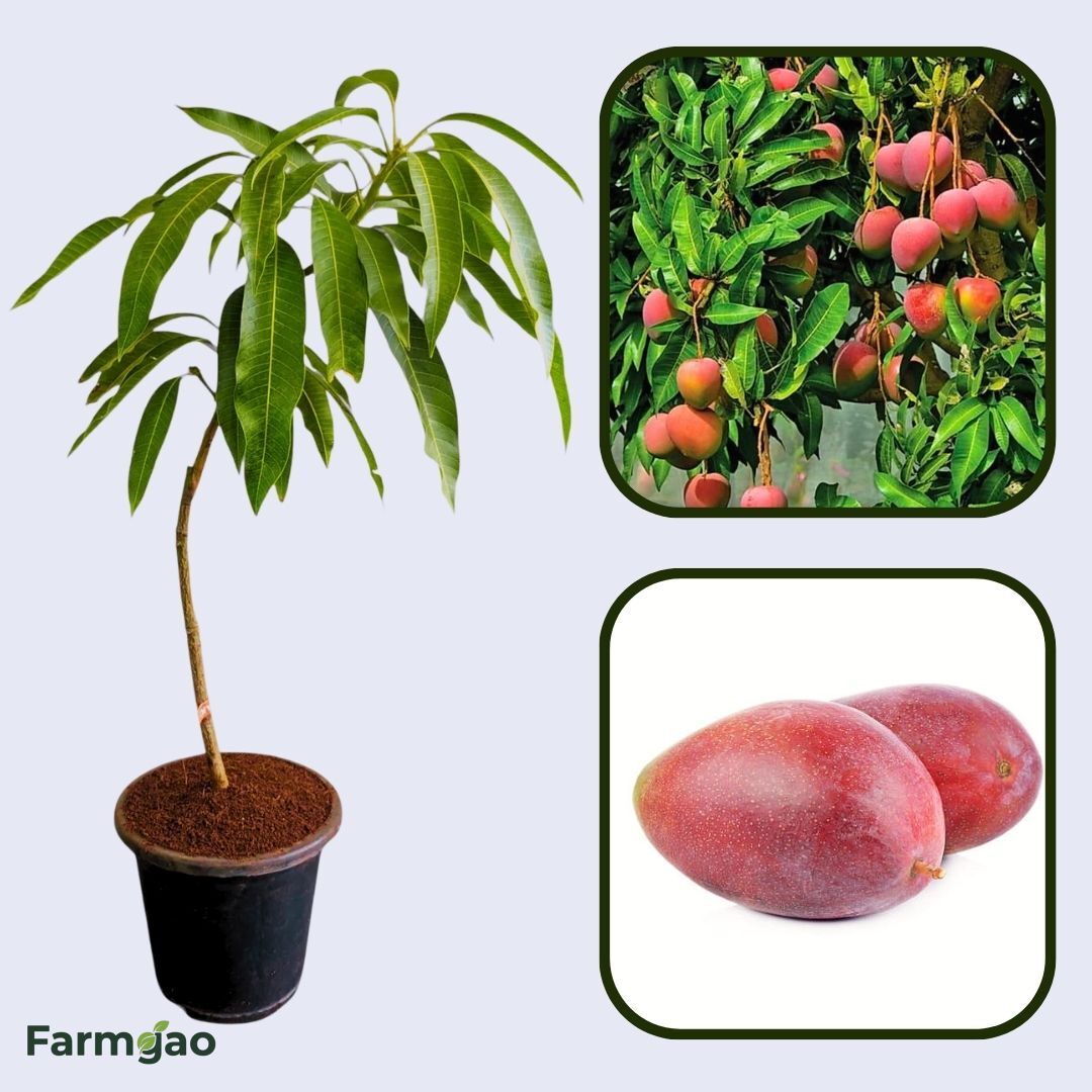 Palmer Mango Aam Grafted Healthy Fruit Plant