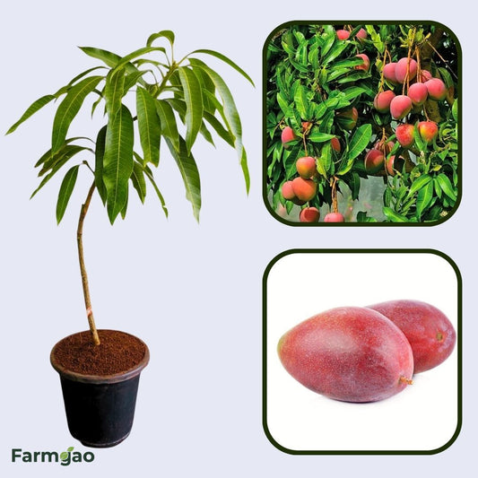 Palmer Mango Aam Grafted Healthy Fruit Plant