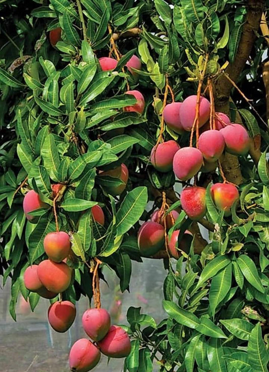 Palmer Mango Aam Grafted Healthy Fruit Plant