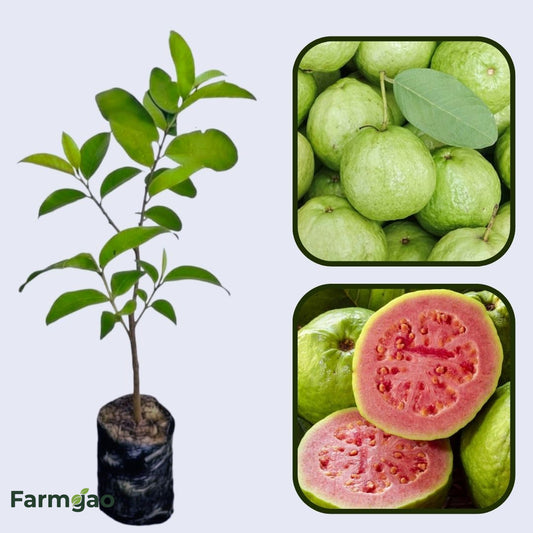 Paluma Guava Guava Air Layered Healthy Fruit Plant
