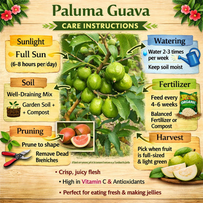 Paluma Guava Guava Air Layered Healthy Fruit Plant