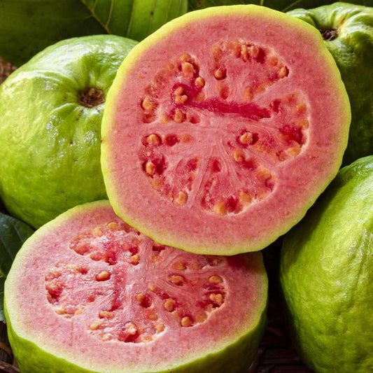 Paluma Guava Guava Air Layered Healthy Fruit Plant