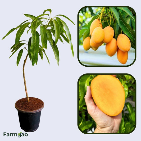 Panakalu Mango Aam Grafted Healthy Fruit Plant