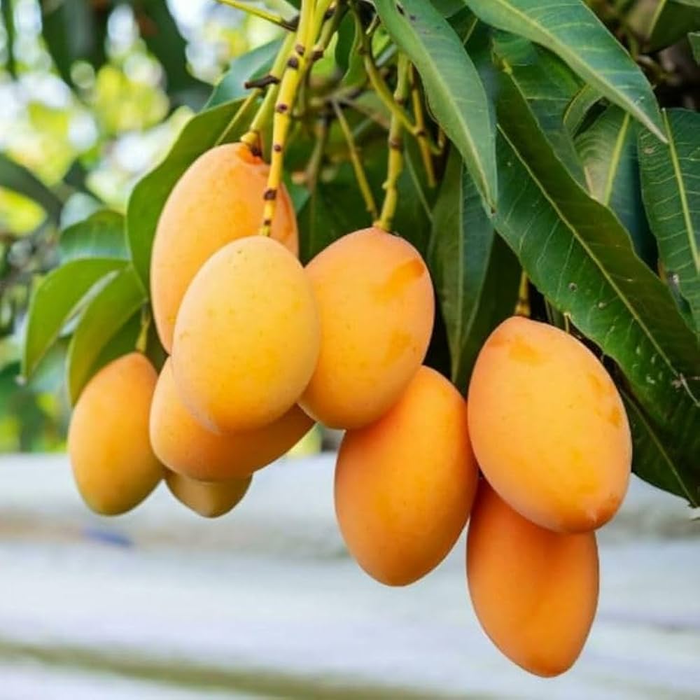 Panakalu Mango Aam Grafted Healthy Fruit Plant