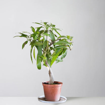 Panakalu Mango Aam Grafted Healthy Fruit Plant