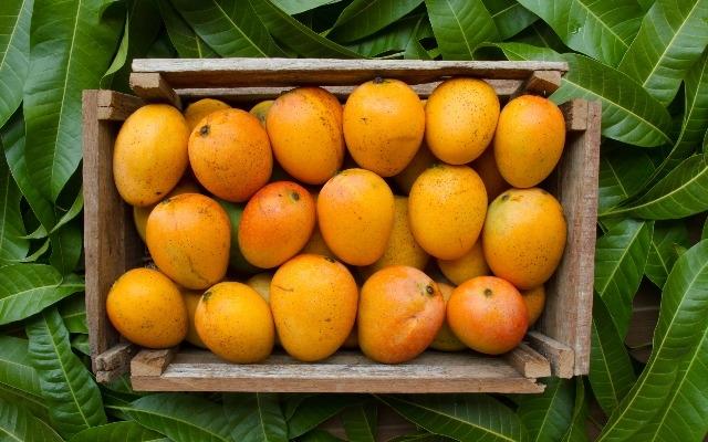Panakalu Mango Aam Grafted Healthy Fruit Plant