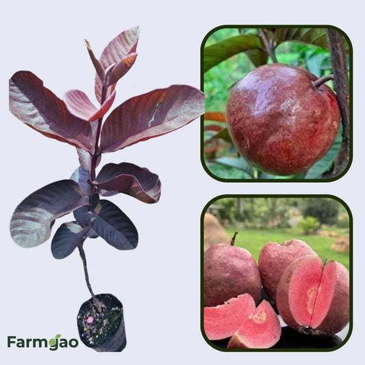 Panama Roja Guava Air Layered Healthy Fruit Plant