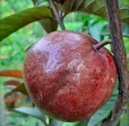 Panama Roja Guava Air Layered Healthy Fruit Plant
