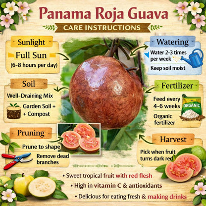 Panama Roja Guava Air Layered Healthy Fruit Plant