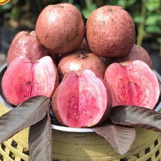 Panama Roja Guava Air Layered Healthy Fruit Plant
