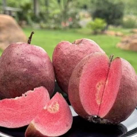 Panama Roja Guava Air Layered Healthy Fruit Plant