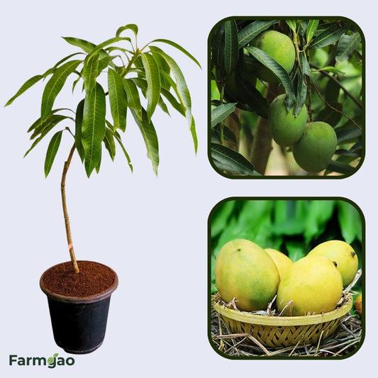 Panchadara Kalasa Mango Aam Grafted Healthy Fruit Plant
