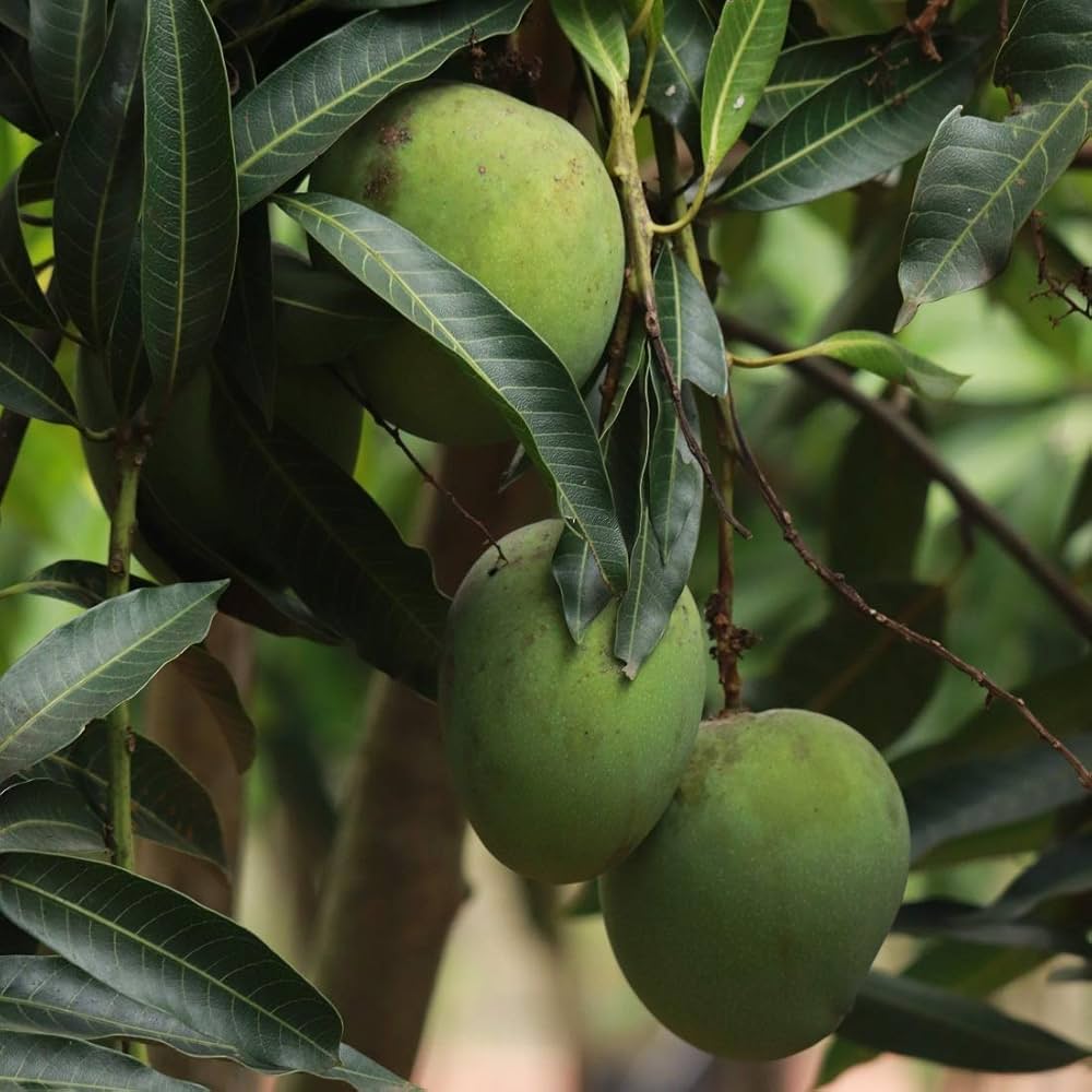 Panchadara Kalasa Mango Aam Grafted Healthy Fruit Plant