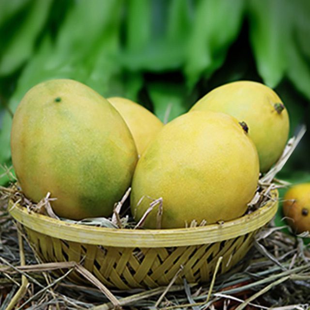 Panchadara Kalasa Mango Aam Grafted Healthy Fruit Plant