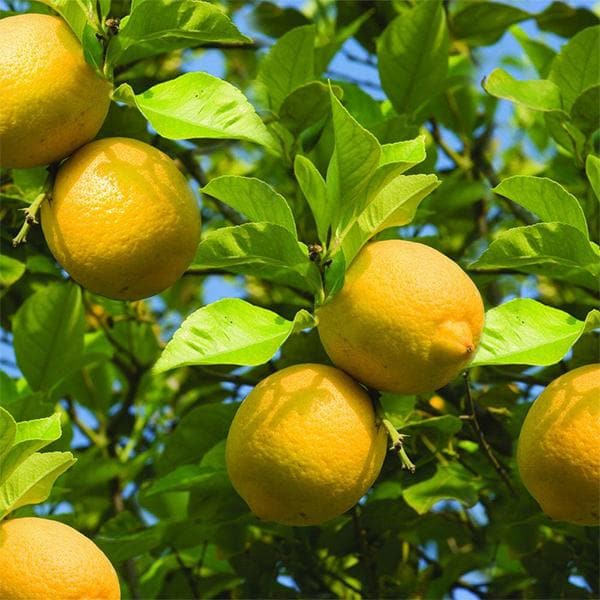 Pane Lemon Plant Live Nimbu Tree Kagzi Lemon Citrus Limon Fruit Plant