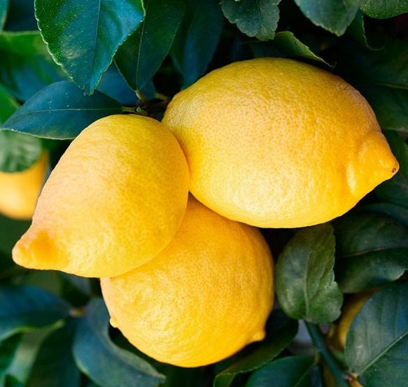 Pane Lemon Plant Live Nimbu Tree Kagzi Lemon Citrus Limon Fruit Plant