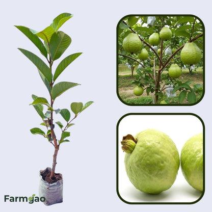 Pant Hybrid-7 Guava Air Layered Healthy Fruit Plant