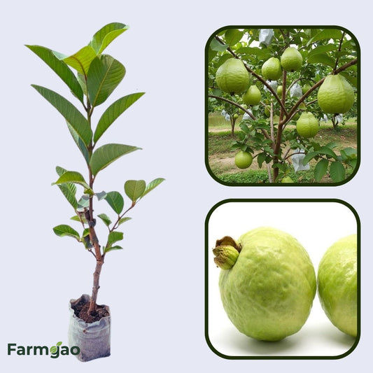 Pant Hybrid-7 Guava Air Layered Healthy Fruit Plant