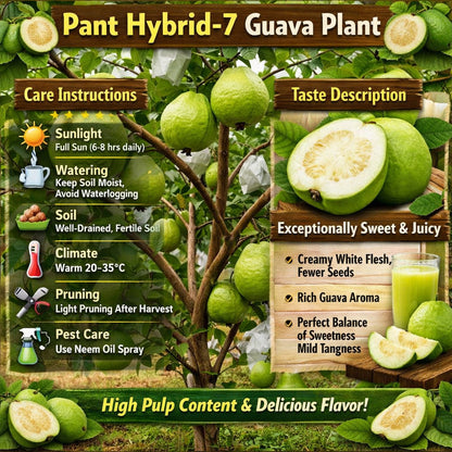 Pant Hybrid-7 Guava Air Layered Healthy Fruit Plant