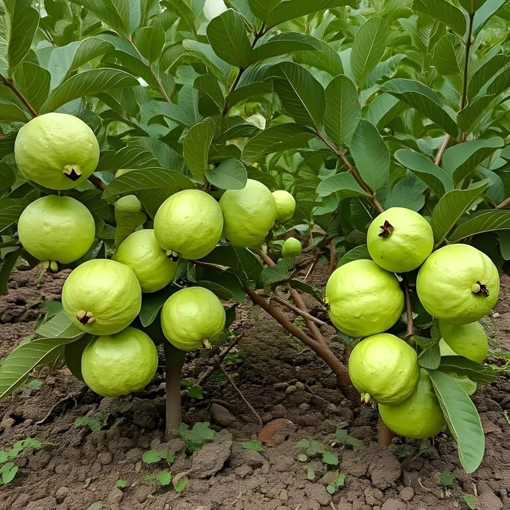 Pant Hybrid-7 Guava Air Layered Healthy Fruit Plant