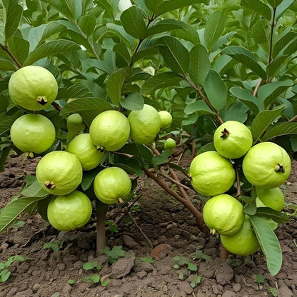 Pant Hybrid-7 Guava Air Layered Healthy Fruit Plant