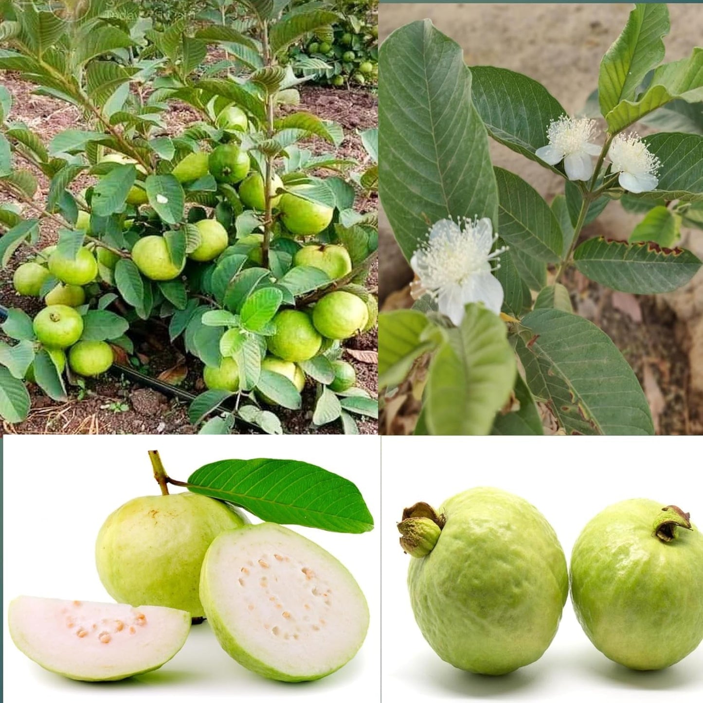 Pant Hybrid-7 Guava Air Layered Healthy Fruit Plant