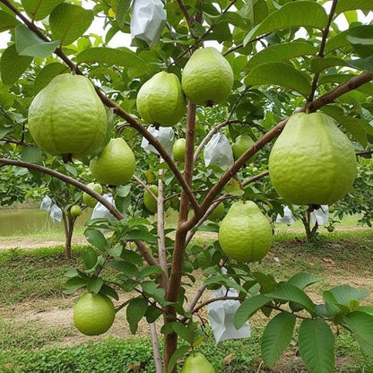Pant Hybrid-7 Guava Air Layered Healthy Fruit Plant