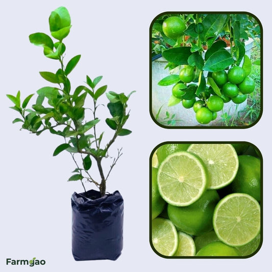 Round Lime Plant Live Nimbu Tree Kagzi Lemon Citrus Limon Fruit Plant