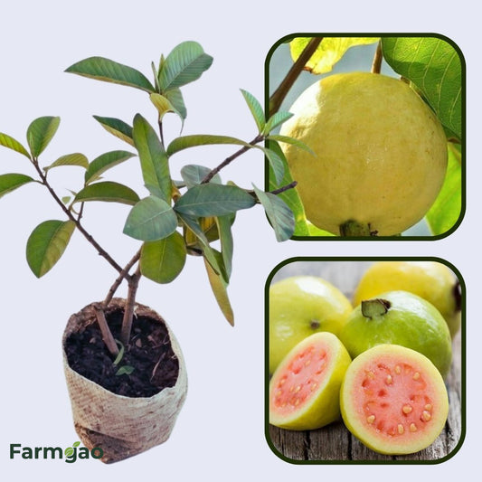 Pant Prabha Guava Air Layered Healthy Fruit Plant