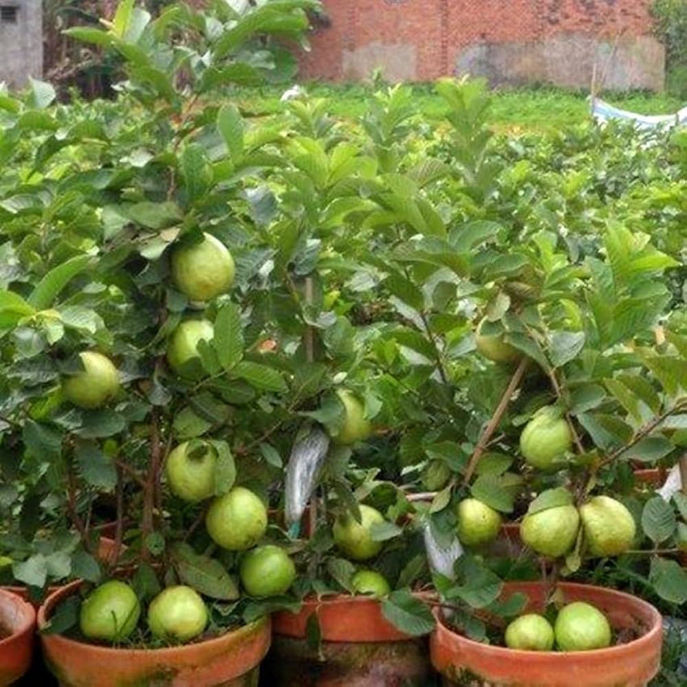 Pant Prabha Guava Air Layered Healthy Fruit Plant