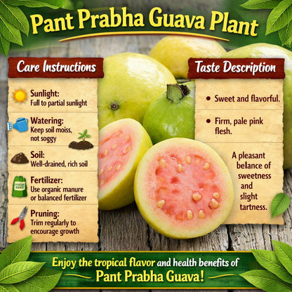 Pant Prabha Guava Air Layered Healthy Fruit Plant