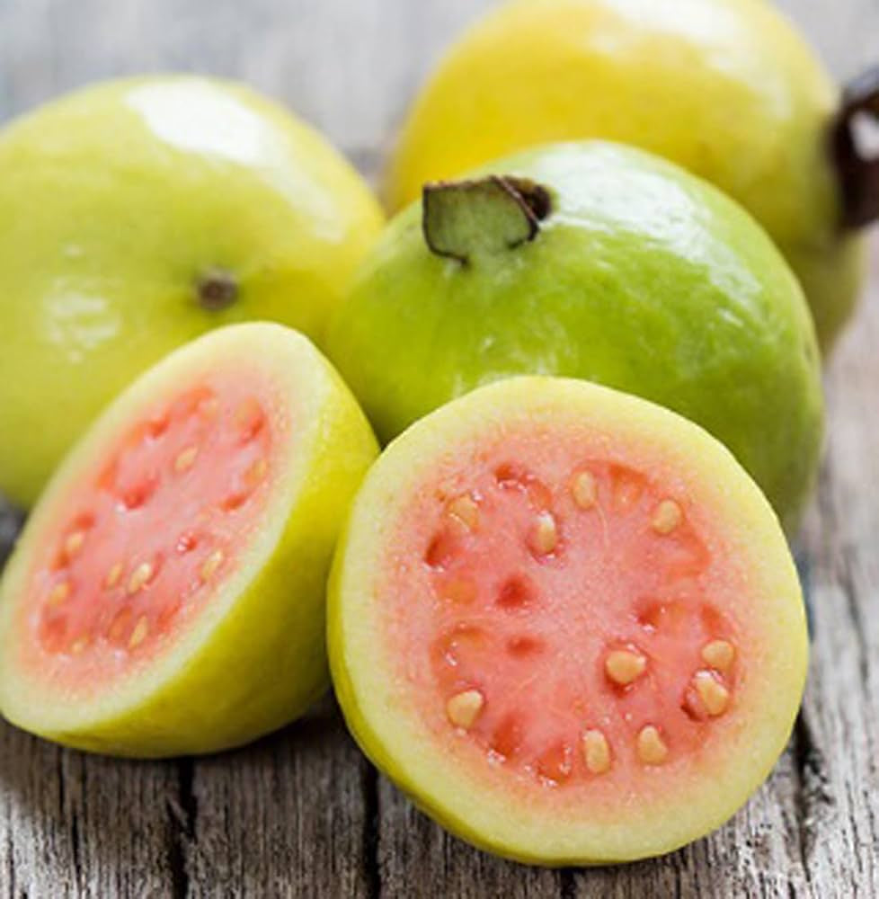 Pant Prabha Guava Air Layered Healthy Fruit Plant