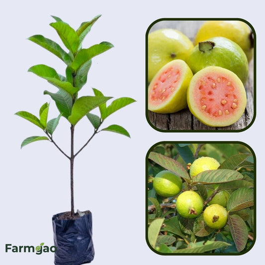 Pant Prabhat Guava Air Layered Healthy Fruit Plant