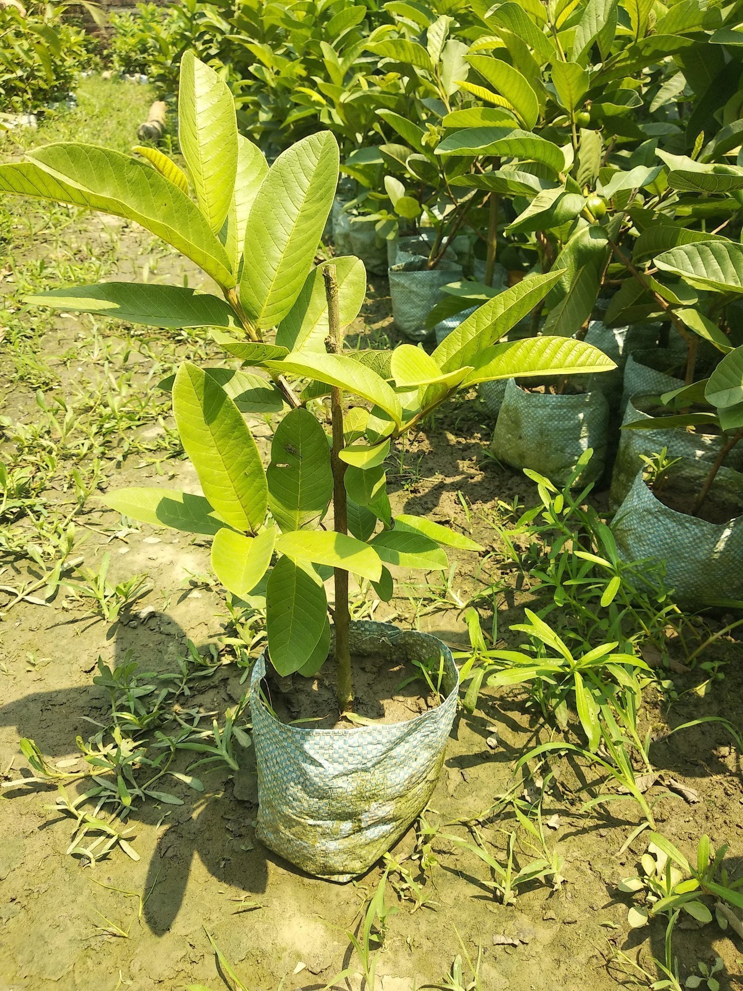 Pant Prabhat Guava Air Layered Healthy Fruit Plant