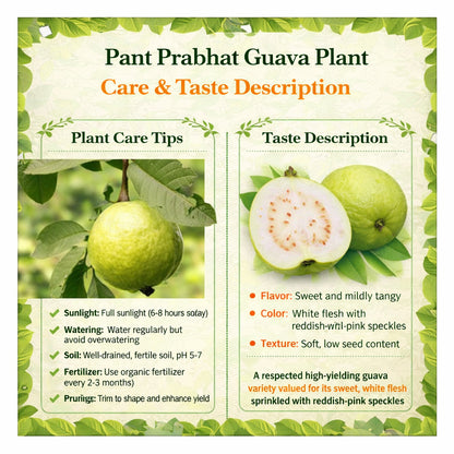 Pant Prabhat Guava Air Layered Healthy Fruit Plant