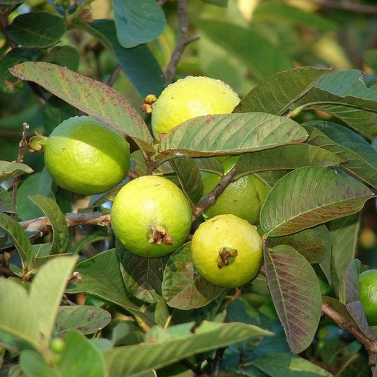 Pant Prabhat Guava Air Layered Healthy Fruit Plant