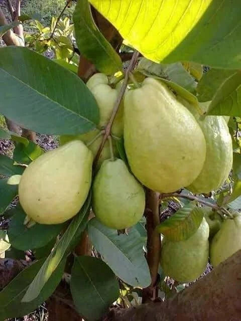 Pant Seedless Guava Air Layered Healthy Fruit Plant