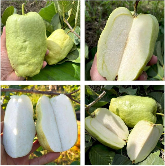 Pant Seedless Guava Air Layered Healthy Fruit Plant